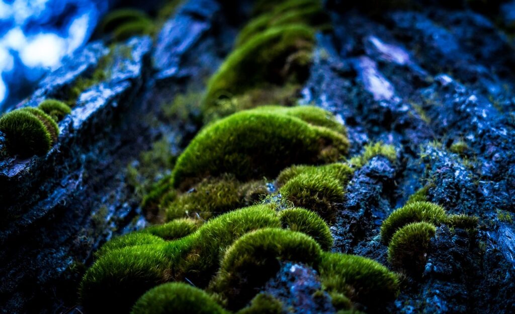 forest-moss forest moss